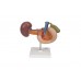 model naturalnej wielkości tylnych narządów górnej części brzucha - 3b smart anatomy - 1000309 [k22/2] 3b scientific modele anatomiczne 4